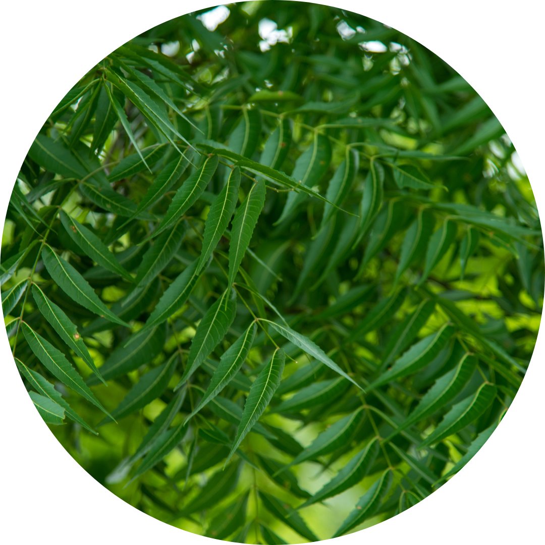 Neem