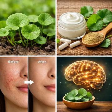 Gotu kola plant leaves close up in natural garden