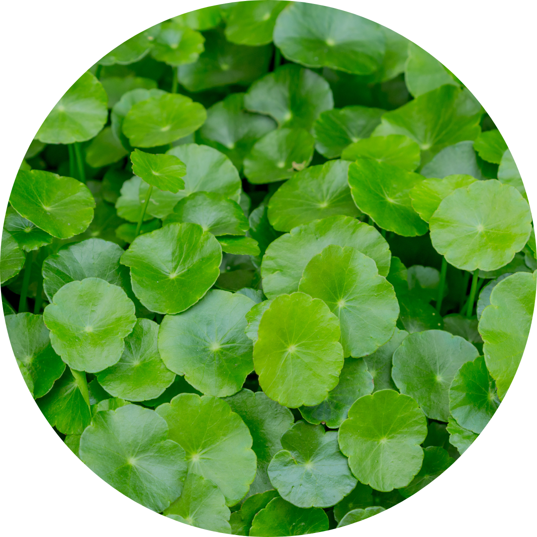 Gotu Kola (Centella)